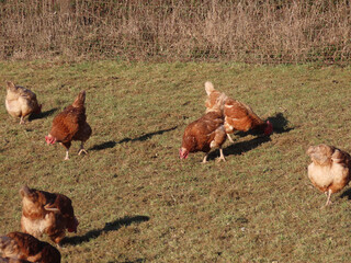 Free range brown laying hens in green grass walking and feeding