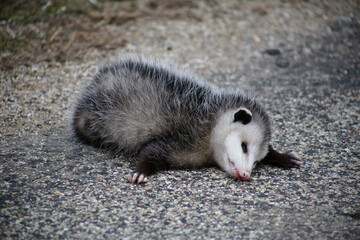 The possum