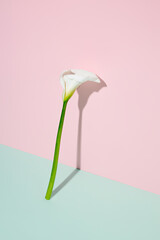 Creative layout made of calla lily flower with copy space on two tone pastel pink and turquoise background. Minimal spring season idea with summer shadows. Natural floral concept.