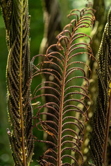 Graceful young shoot of a fern on a natural background. Selective focus.