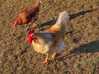 White free range rooster in green grass, close up portrait