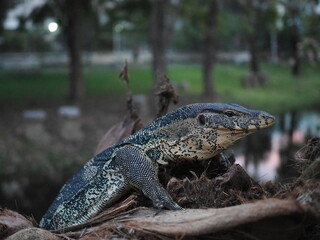 Varanus salvator on the coconut tree. common water monitor, Varanus like Komodo dragon.