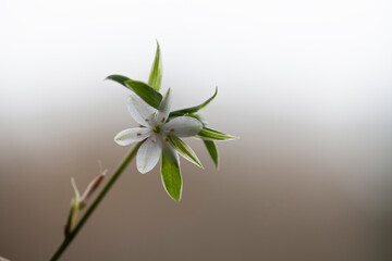 Flower of a Spider plant (Chlorophytum comosum).