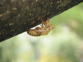 Moulting cicada. Cicada in the wildlife nature habitat using as background or wallpaper. Cicada insect stick on tree.