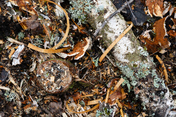 Close-up of a forest clearing with felled