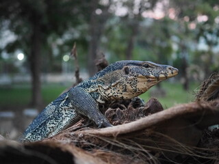 Varanus salvator on the coconut tree. common water monitor, Varanus like Komodo dragon.