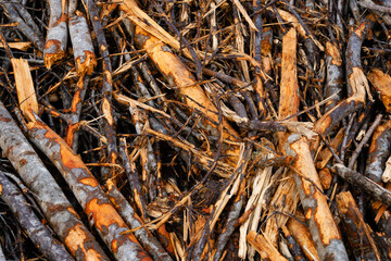 Close-up of a forest clearing with felled