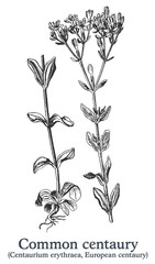 Common centaury. Vector hand drawn plant. Vintage medicinal plant sketch.