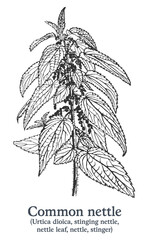 Common nettle. Vector hand drawn plant. Vintage medicinal plant sketch.