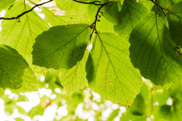 Sunlight shining through leaves on a tree
