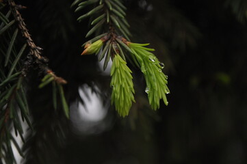 Spring green plants after the rain