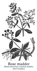 Rose madder. Vector hand drawn plant. Vintage medicinal plant sketch.