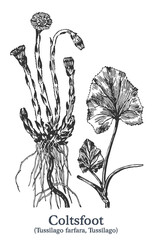Coltsfoot. Vector hand drawn plant. Vintage medicinal plant sketch.
