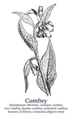 Comfrey. Vector hand drawn plant. Vintage medicinal plant sketch.