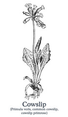 Cowslip. Vector hand drawn plant. Vintage medicinal plant sketch.