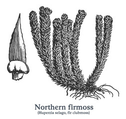 Northern firmoss. Vector hand drawn plant. Vintage medicinal plant sketch.