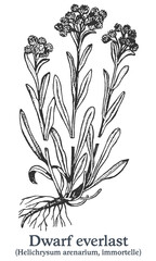 Dwarf everlast. Vector hand drawn plant. Vintage medicinal plant sketch.