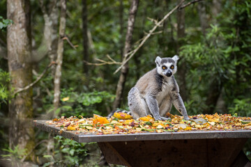 A lemur sitting on a table full of fruits and looking straight into the camera. Monkeyland, Plettenberg Bay, South Africa.