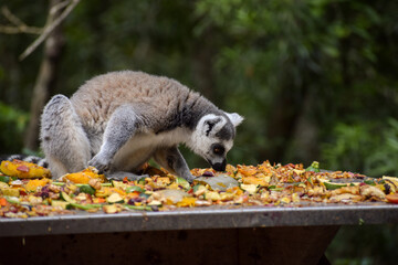 Close-up of a lemur eating on a table full of fruits. Monkeyland, Plettenberg Bay, South Africa.