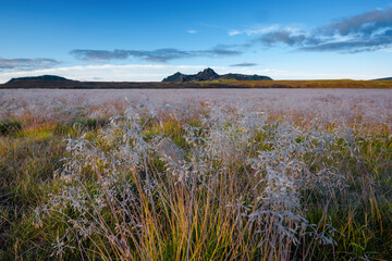sunrise over the field
