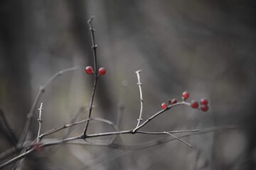 Berries on a Branch