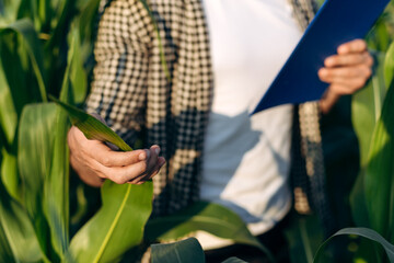 Agronomist examines the corn leaves, keeps notes. A farmer works in the field. Close-up view of a man in a checkered shirt.