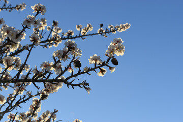 Mandorlo con fiori bianchi su sfondo di cielo blu. Rami in fiore di un albero in controluce. 
