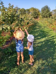 enfants cueillant des fruits en été