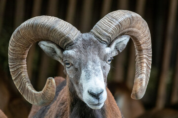 Ram Goat oder auch Alpine Moufflon, direkt Fotografiert Kopf und Hörner