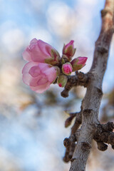 Almond blossoms on a tree branch