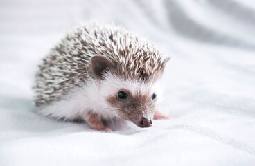 Decorative dwarf African hedgehog at home. Hedgehog as a pet. Horizontal photo with low depth of field and selective focus. High quality photo