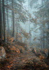 beautiful green landscape of misty wood