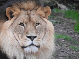 Portrait de lion