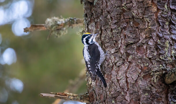 Three Toed Woodpecker Picoides Tridactylus On A Tree Looking For Food.