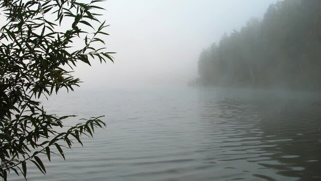 Foggy morning on the lake. Wind creates waves and ripples on water. On opposite bank, row of trees in thick haze. Willow branches swaying over river. Chilly autumn weather