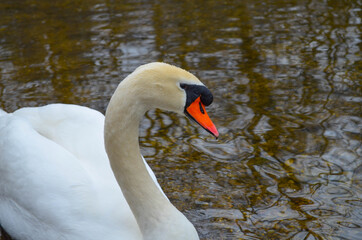 *Schwan im See*