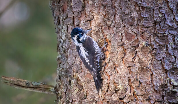 Three Toed Woodpecker Picoides Tridactylus On A Tree Looking For Food.