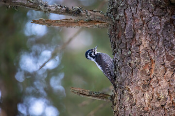 Three toed woodpecker Picoides tridactylus on a tree looking for food.
