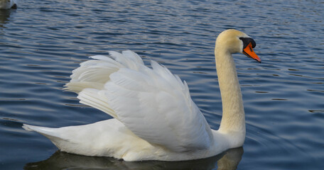 Schwan © FreierAlsJeder