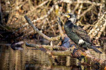 A great black cormorant sitting on a tree in a pond called Jacobiweiher next to Frankfurt, Germany at a sunny evening in winter.