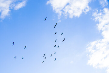 Bird flying in the sky background, cloudy sky