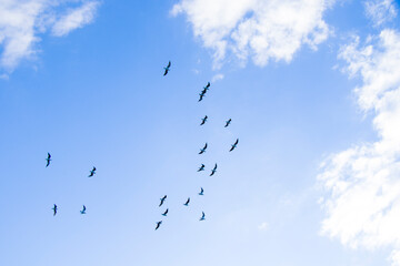 Fototapeta premium Bird flying in the sky background, cloudy sky