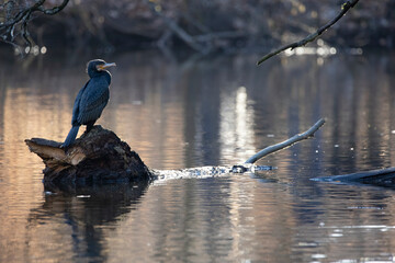A great black cormorant sitting on a tree in a pond called Jacobiweiher next to Frankfurt, Germany at a sunny evening in winter.