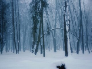 Fog in the winter forest. Atmospheric snow-covered forest in the morning mist. 