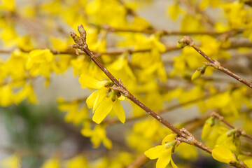 macro image of a spring shrub in bloom branches of forsythia with yellow flowers close-up