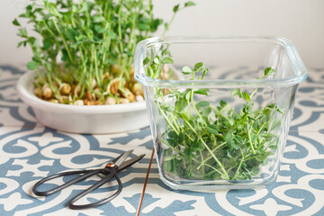 Peas microgreens with seeds and roots. Sprouted peas Seeds. Sprouting Micro greens. Seed Germination at home. Vegan and healthy eating concept. Growing sprouts. Green living concept