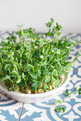 Peas microgreens with seeds and roots. Sprouted peas Seeds. Sprouting Micro greens. Seed Germination at home. Vegan and healthy eating concept. Growing sprouts. Green living concept