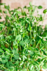 Peas microgreens with seeds and roots. Sprouted peas Seeds. Sprouting Micro greens. Seed Germination at home. Vegan and healthy eating concept. Growing sprouts. Green living concept