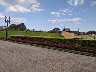 tulip field