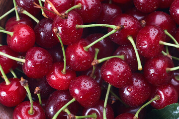 Cherries background. Bowl of fresh red cherries on white background